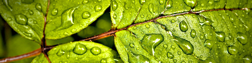 SodaStream Wasser schont die Umwelt